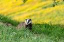 Badger in a field, stock image.