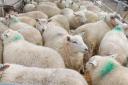 South Molton Market Report, stock sheep image.