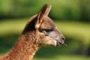 A ban on exporting livestock for slaughter and fattening should be extended to protect alpacas, llamas, and deer, Labour has said.