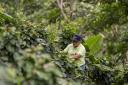 Coffee farmer Jaime Garcia Florez, tending to his crops at his farm in Siberia township.
