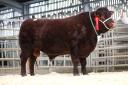 Top price at the Spring Show and Sale of Devon cattle was Dira Yeoman from the Youngman family, selling for 8200gns.