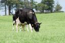 Dairy cattle at grass can be more prone to lameness and reduced productivity if they have to walk long distances back and forth to the parlour each day