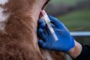 DNA testing animals allows for genetic evaluation