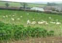 Sheep feeding on kale