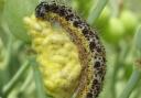 Female wasps spin yellow cocoons on or near the dead caterpillar. Picture: Vince Massimo/UK Butterflies