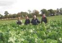 Standing in a field of meatmaker are (l to r), Martyn Tucker, Graham Parnell of Limagrain, Chris Lavis of Mole Valley Farmers and Duncan Tucker