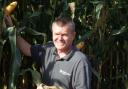 Andy Stainthorpe with maize
