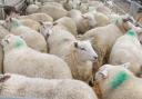 South Molton Market Report, stock sheep image.