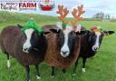 Last year's Christmas on the Farm competition winner.