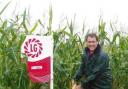Graham Parnell of Limagrain checking the cob maturity of Ambition at the Cornwall Farmers’ Clawton site