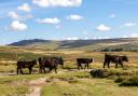 Cows near a path at Dartmoor National Park, Devon.