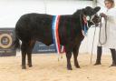 Overall champion at the 2022 Beef Expo.