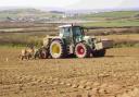 Maize trial sites drilled - at last