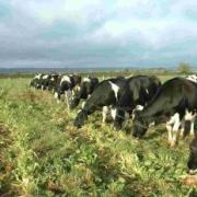 Dairy cows being out wintered on Blaze fodder beet