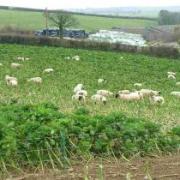 Sheep feeding on kale