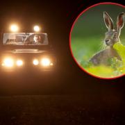 Thousands of pounds worth of crops have been destroyed and hares have been killed