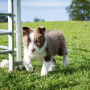 Lassie, who has just turned nine weeks old