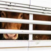 The HSE reports that the farmer was killed when he was kicked by a cow in a trailer. Stock picture.