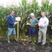 Graham Parnell of Limagrain (pictured left), farmer Mike Pople and Mark Cox of Mole Valley Farmers checking the Aurelia cobs at the Bridgwater trial site