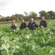 Standing in a field of meatmaker are (l to r), Martyn Tucker, Graham Parnell of Limagrain, Chris Lavis of Mole Valley Farmers and Duncan Tucker