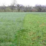 This photograph of Bonfire forage rye was taken on February 21 this year – only 14 days after unstocking