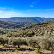 The Spanish government has requested emergency funds from the European Union to support farmers amid extreme drought conditions