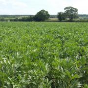 Farmers are being urged to grow bean crops and South West experts agree