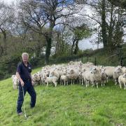 Farmer Jeremy Hosking, of Truro, says his 600-strong ewe enterprise is proving to be efficient and profitable with performance-related breeding programme