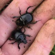 A beetle rare to the area has been discovered by entomologist Clive Turner