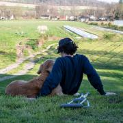 Man and his dog sat in fields, stock image.