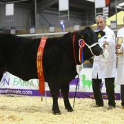 Supreme Cattle Champion, Jojo with owner Colin Harris from Torrington.