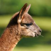 A ban on exporting livestock for slaughter and fattening should be extended to protect alpacas, llamas, and deer, Labour has said.