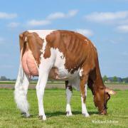 More French and German bulls breeding heifers like this VG 2yr daughter of Solito Red EX92 will be coming to the UK through Synetics UK.