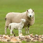Ewe and her lamb, stood by chopped turnips.