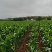 Malcolm Barrett's maize trial plots pre-harvest in 2023.