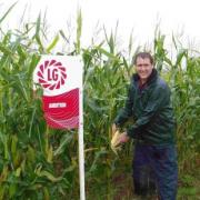 Graham Parnell of Limagrain checking the cob maturity of Ambition at the Cornwall Farmers’ Clawton site