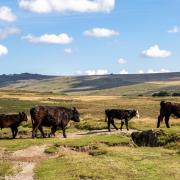 Cows near a path at Dartmoor National Park, Devon.