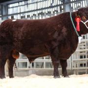 Top price at the Spring Show and Sale of Devon cattle was Dira Yeoman from the Youngman family, selling for 8200gns.