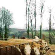 Beef animals tuck into maize silage on Furze Farm