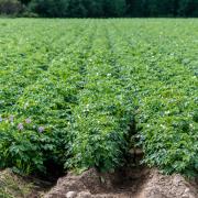 Water conservation agent trials show potato yield increase