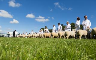 Southdown Sheep Society National Show.