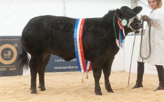 Overall champion at the 2022 Beef Expo.