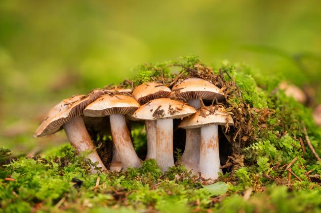 Image result for Fungi could reduce reliance on fertilizers