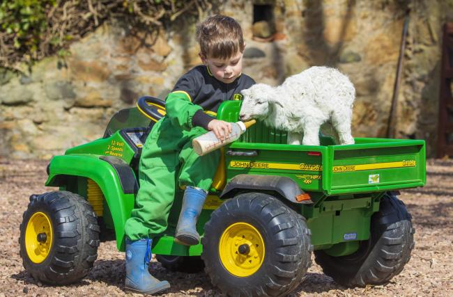 Tender Lambing Care A Newborn Lamb And Her New Best Pal South