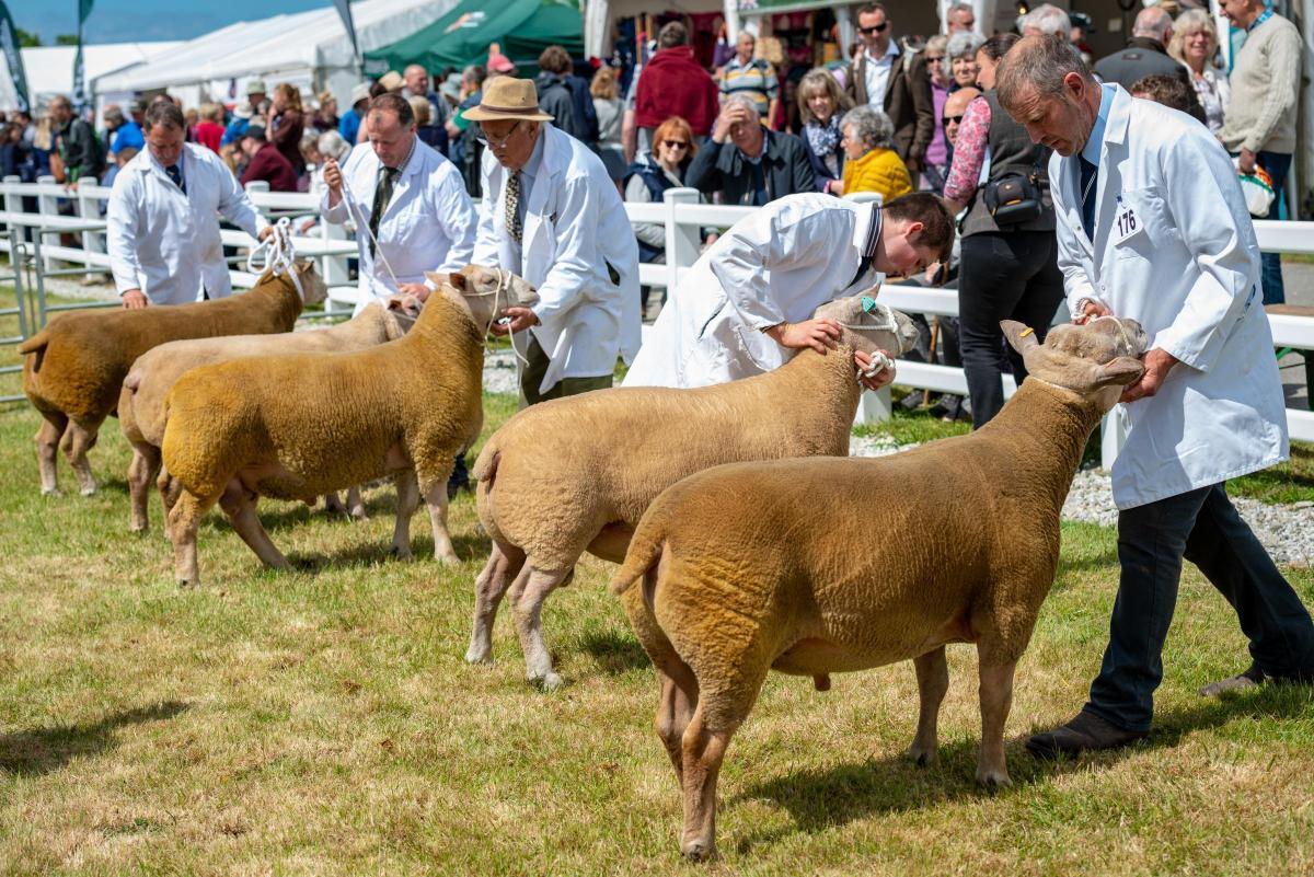 The Royal Cornwall Show 2019. Picture: Celt Creative