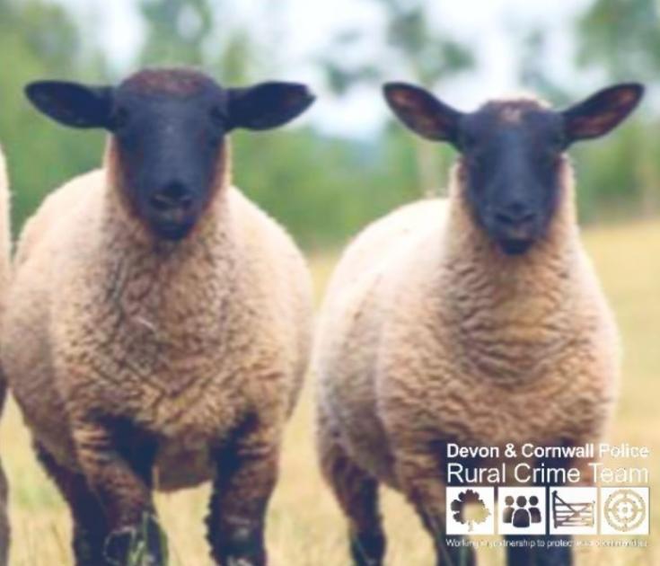 More than 70 ewe lambs stolen from Devon farm 