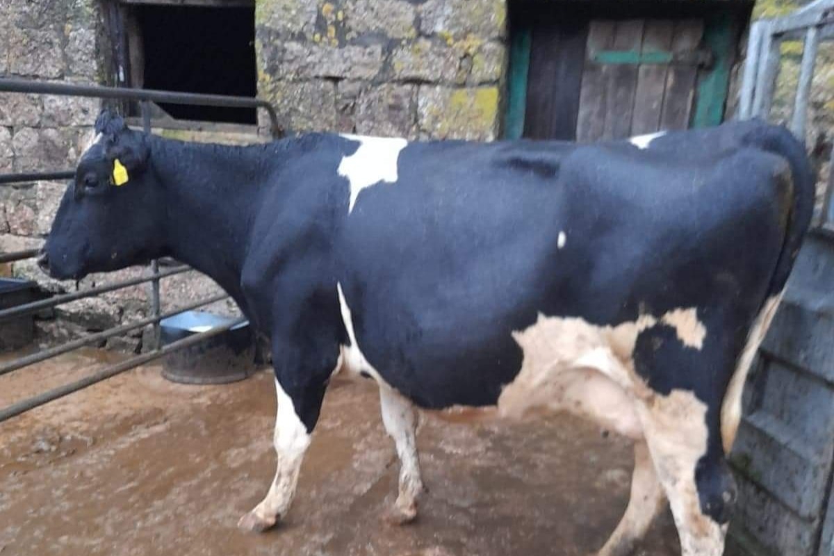 This pregnant heifer was shot on the day of the tests