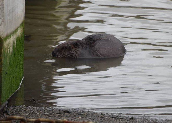 The beaver spotted on the grounds of Tregothnan Estate Picture: Tregothnan Estate / SWNS