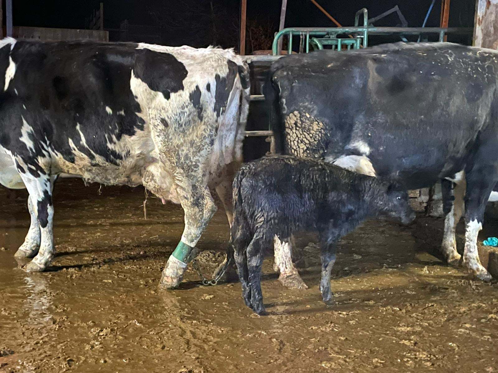 The calf reunitedwith its mother. Picture: Ottery St Mary Fire Station