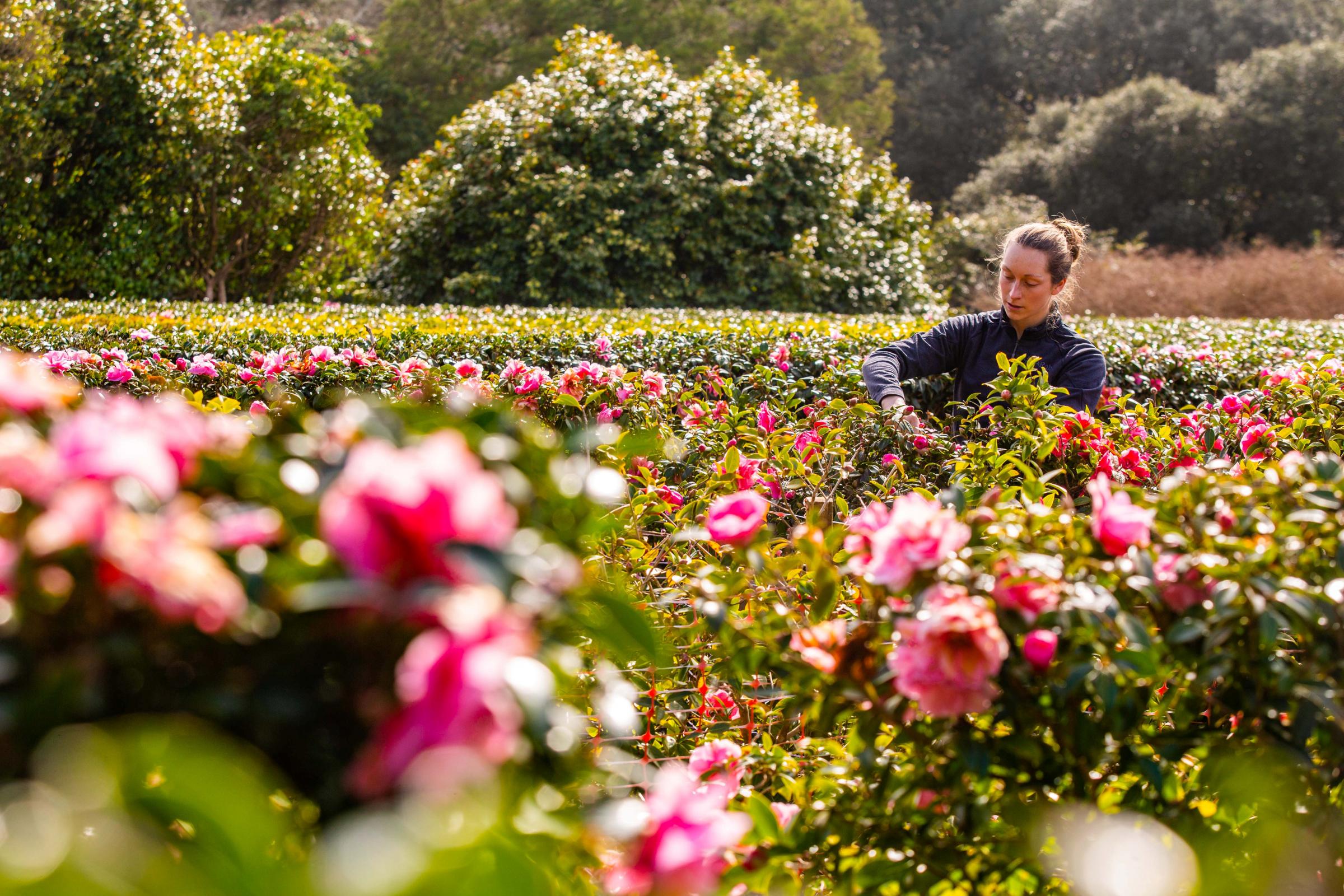 Gardner Gemma Boothroyd works on the worlds largest Camellia Maze as it comes into bloom at Tregothnan, Cornwall. 17th March 2021 See SWNS story SWPLmaze. These incredible pictures show the worlds largest Camellia maze that has just sprung into